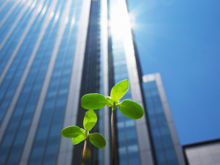 High rise buildings and new shoots